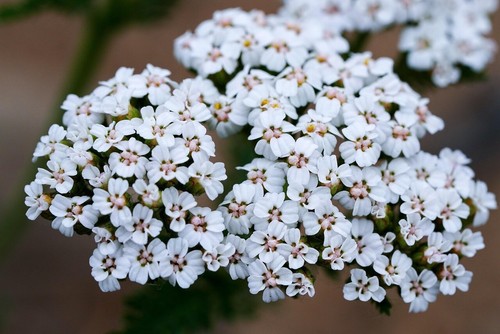 Yarrow summer white - summer,