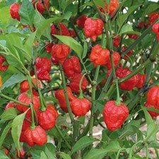 Chilli Pepper Armageddon