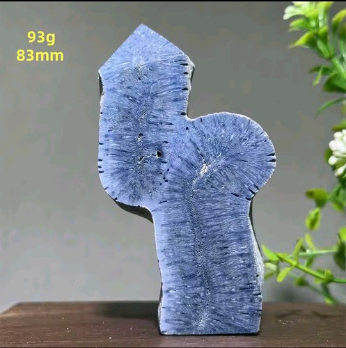 Rare blue agatized coral - agatized,
