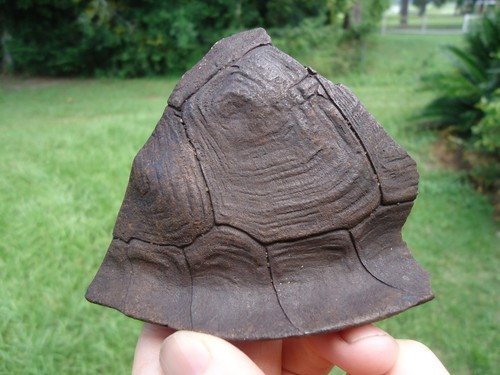 Top quality detailed extinct - top,