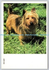 D329569 Australian Terrier. Fritz Prenzel. Australian Dogs. Asher. Leigh Mardon.