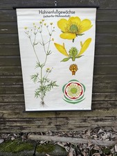Beautiful Vintage botanical roll down school chart Of Rapeseed Oil Plant