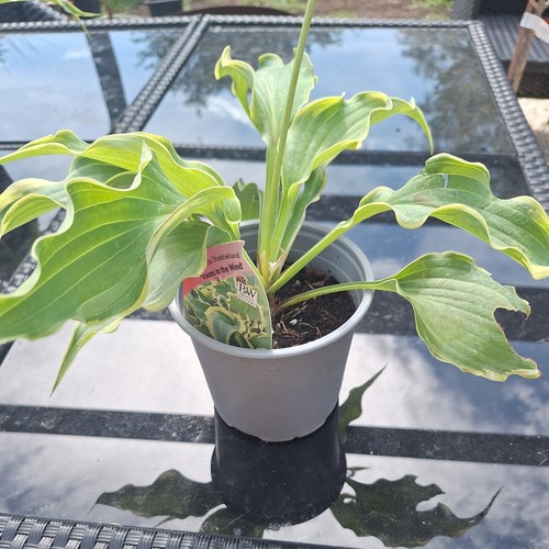 Hosta shadowland voices in - hosta,