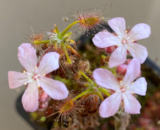Drosera scorpioides - Pygmy