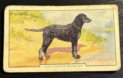 Gallaher cigarette card - card,