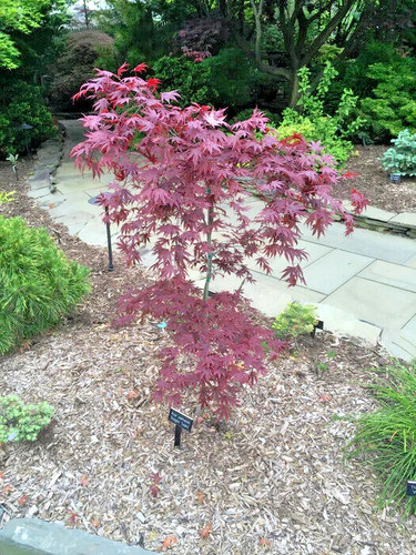 Dragon tears japanese maple - tears,