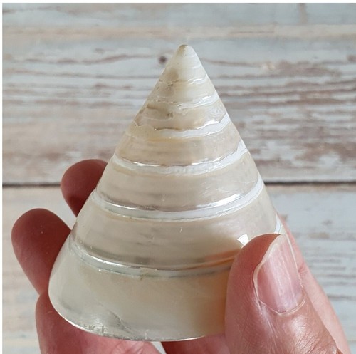 Seashell spiral silver - silver, shell