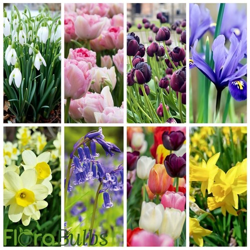 Tulip bulbs daffodil - tulip, bulbs/daffodil
