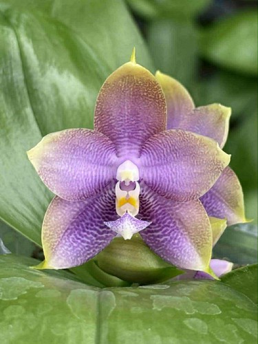 Phal mituo hsien - phal.,