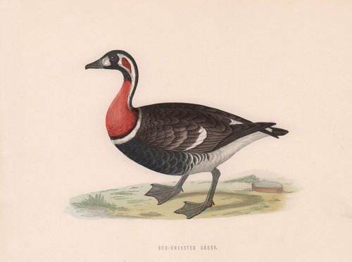 Red breasted goose morris - red-breasted, morris's
