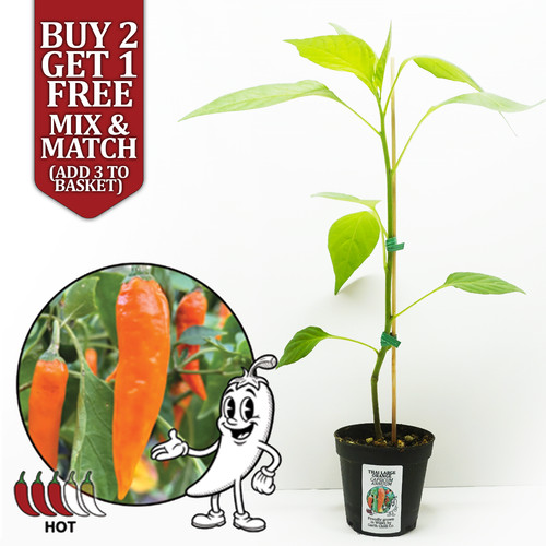 Thai large orange chilli - thai,