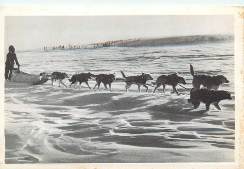 Dog sled team - sled, 1950s