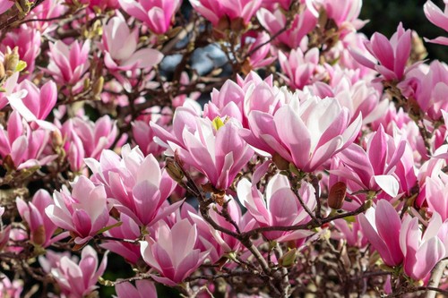 Lily magnolia flower tree - 5,