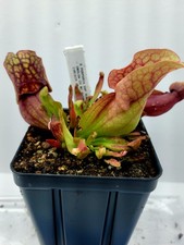 Sarracenia Purpurea ssp Venosa