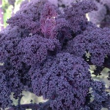 6x Kale Curly Scarlet Plug