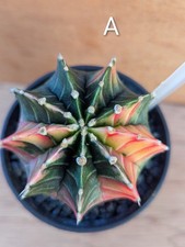 Gymnocalycium variegated- cactus A