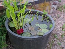 Small water feature value pack - value,