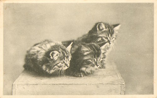 Cat adorable kittens sitting - kittens,