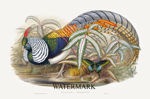 1848 john gould v7p20 - 1848,
