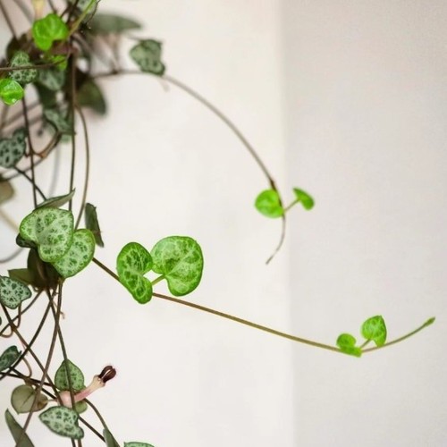 String hearts plant - string, of
