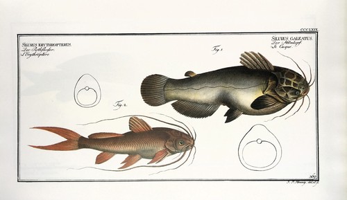 Marcus elieser bloch large - -,