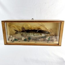 Cased Taxidermy Jack Pike in Natural Surroundings. 20th Century.