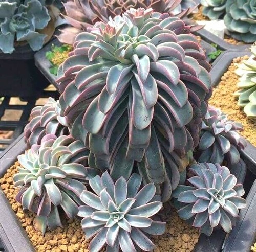 Echeveria fantastic fountain - 'fantastic, fountain'