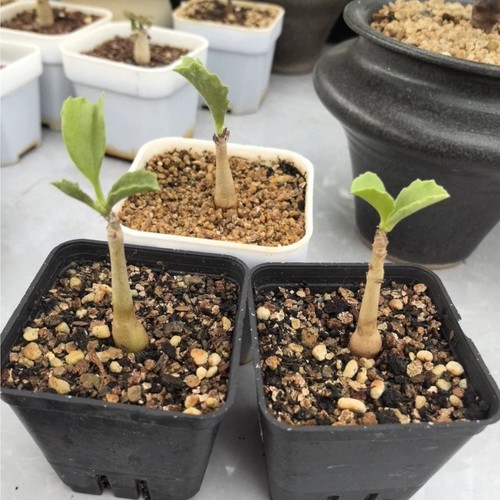 1piece 2cm seedgrowth - 1piece, 1.2cm