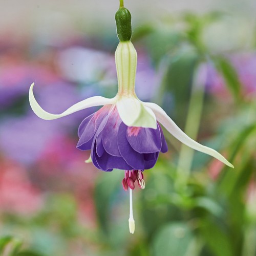 Fuchsia deltas sarah hardy - fuchsia,