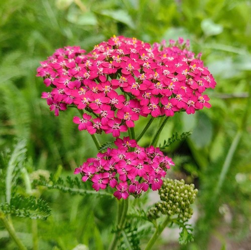 Achillea cassis cherry red - 'cassis', cherry-red
