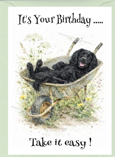 Cocker black working spaniel - cocker,