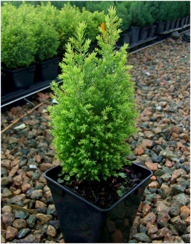Multipack 9cm pots conifer - pots],