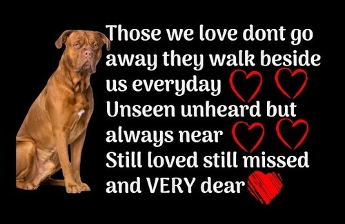Dogue bordeaux mastiff poem - dogue, bordeaux/mastiff