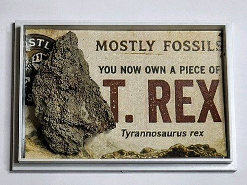 Rare rex vertebra - rare,