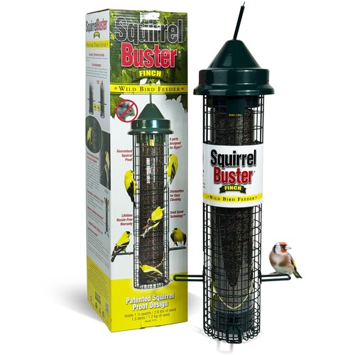 Squirrel proof bird - squirrel,