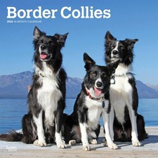 Border Collies Calendar 2026 -