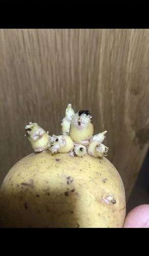 Seed potato maris - piper, 7