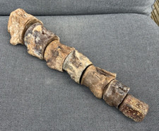 Mosasaur vertebrae column - vertebrae,