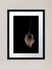 Calla Lily in repose Framed