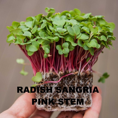 Microgreen seeds micro green - seeds,