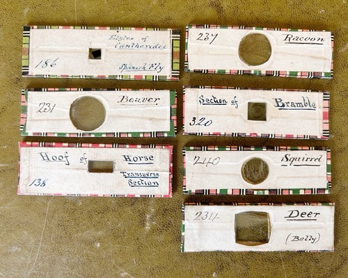 Antique microscope slides - antique,