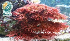 Marine macro algae