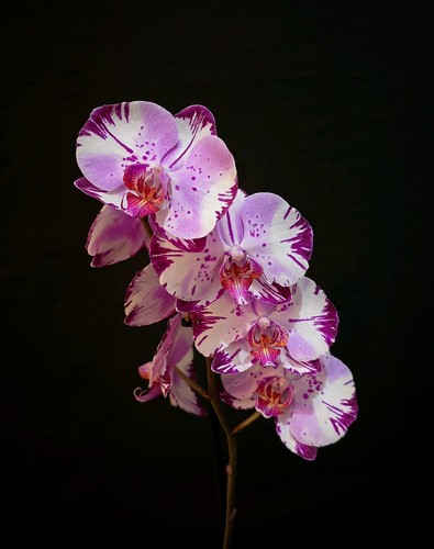 Phalaenopsis magic art - phalaenopsis, 1