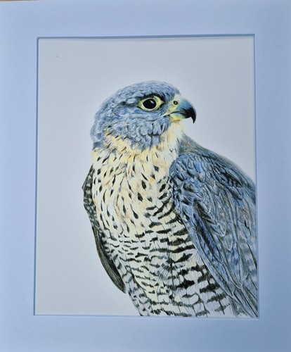Peregrine falcon limited - peregrine,