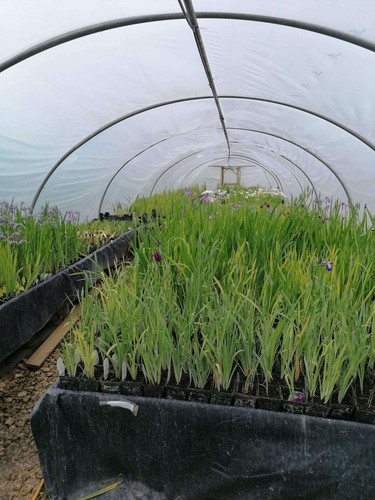Iris ensata breeders mix - iris,