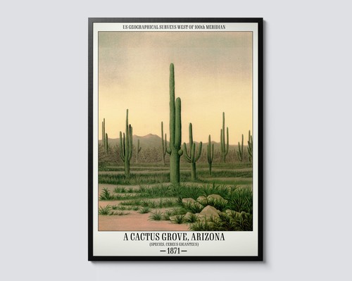 Vintage cactus grove arizona - vintage,
