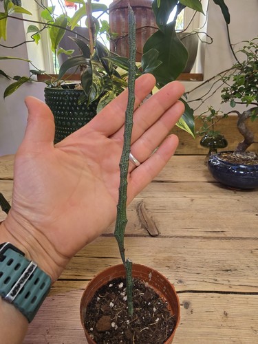 Euphorbia platyclada single - platyclada,,