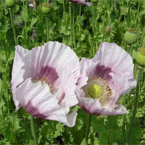 Poppy plant maanzaad - plant, ‘maanzaad’