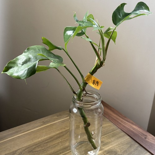 Mini monstera plant - monstera,