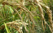 Thai Rice ORYZA SATIVA 100